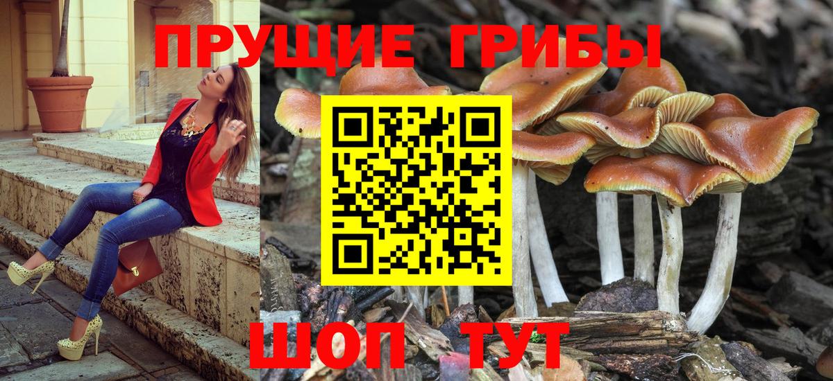 Галлюциногенные грибы Psilocybe Бердск
